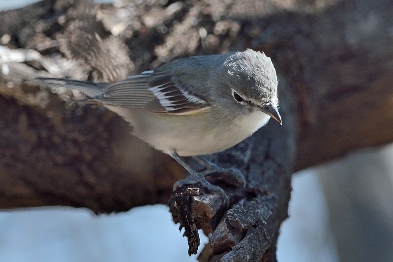 Loodkleurige Vireo